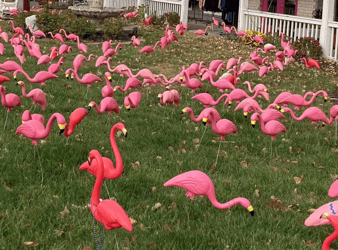plastic flamingos in a yard